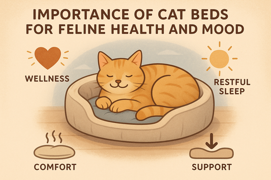 Why Your Cat Deserves a Cozy Bed (and How to Choose One)